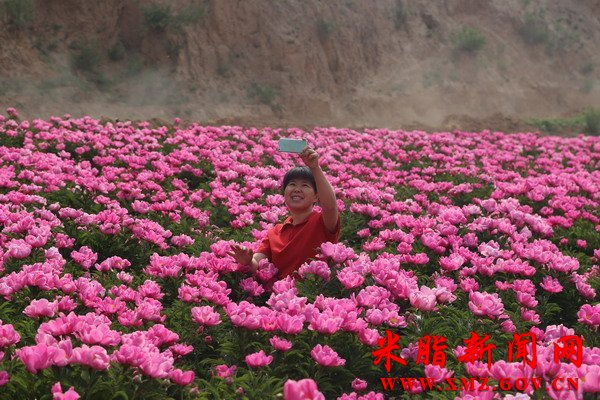 365bet体育电视直播_365国际彩票下载_365流水不足无法提款李均沟村：芍药花开醉游人