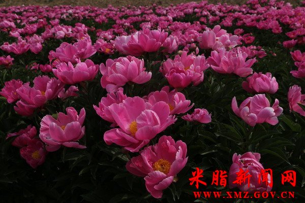 365bet体育电视直播_365国际彩票下载_365流水不足无法提款50亩芍药花开迎客来